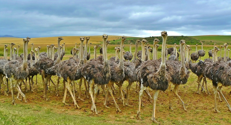Why the Best Skincare You've Never Tried Comes from an Ostrich Farm
